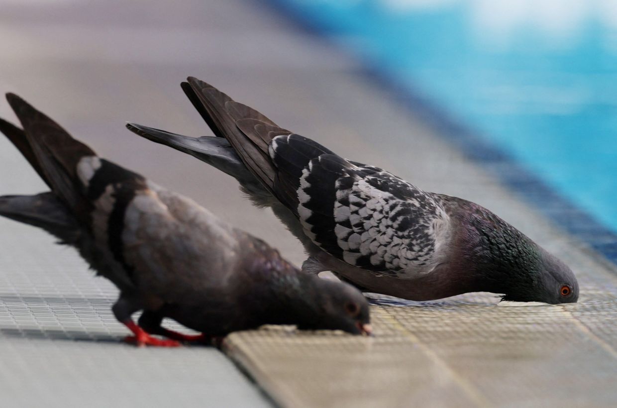 Water Polo - World Aquatics Championships - Men - Crossover - Romania v Hungary - OCBC Aquatic Centre, Singapore - July 18, 2025Two pigeons drink water from the pool during the game. -- Photo: REUTERS/Jeremy Lee