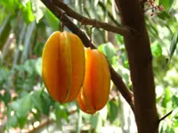 QuickCheck: Is it true that star fruit can cause kidney failure?