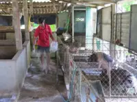 Vietnam warns of food supply disruptions as African swine fever spreads
