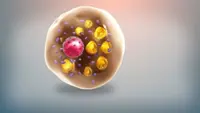 What weight loss does to fat cells