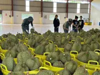 Cambodia launches first direct shipment of fresh durian to China