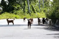 Over 12,000 complaints on animal abuse, neglect lodged since 2021, says Vet Dept DG