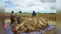 Myanmar to offer low-interest loans to drive growth in agriculture, livestock sectors