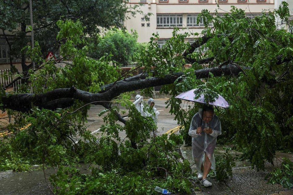 About 470 fallen trees were reported in Hong Kong on Sunday (July 20). -- PHOTO: REUTERS