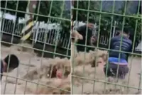 Men wade into rushing waters in South Korea to save stranger stuck in a manhole