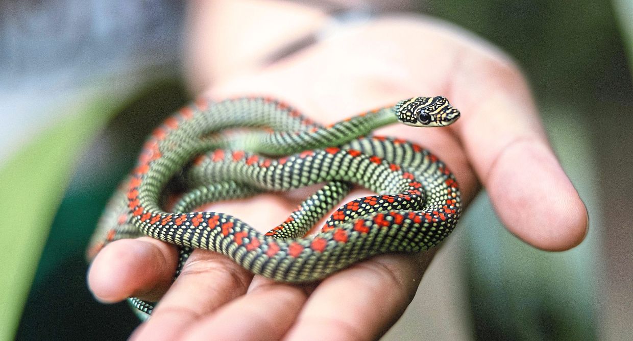Which is home to species like the Paradise Flying Tree Snake. — Bernama 