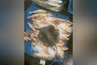 More stingrays, fewer sharks for sale at Singapore’s fishery ports, say researchers