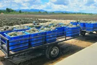 Malaysia targets New Zealand market for pineapple exports
