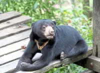 Sun bear sighting near Chukai school sparks safety concerns
