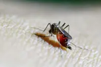 World Health Organization raises concern about spread of mosquito-borne Chikungunya virus