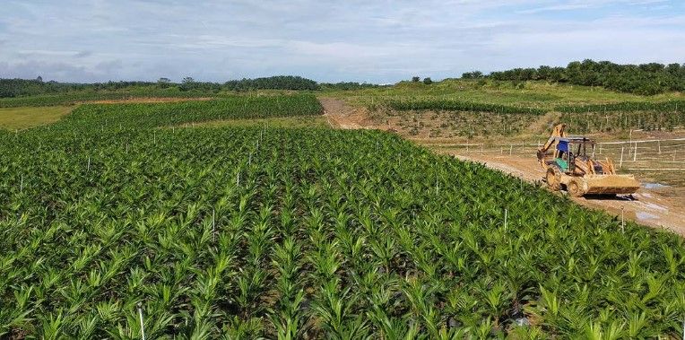 Phillip Capital Research maintains its projection of CPO growth to be at 15% y-o-y to 122,000 tonnes in 2025.