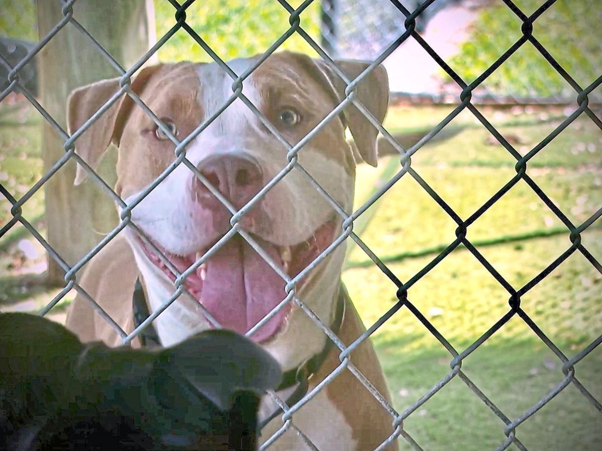 A dog at the Animal Care and Control, which is educating the public on how to protect animals from heat stroke and dehydration. 