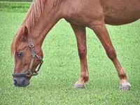 How to keep animals of all sizes cool during record heat, from cats to horses