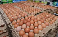 Egg subsidy cuts save govt RM135mil