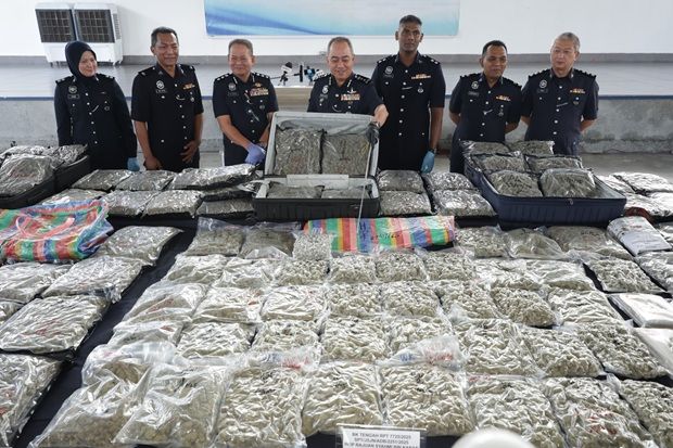 Polizisten in Penang schnappen vier Männer mit Ganja im Wert von 3 ...