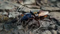 Spy cockroaches and AI robots: Germany plots the future of warfare