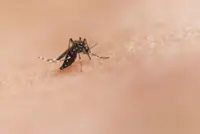 China reports record wave of mosquito-borne chikungunya virus