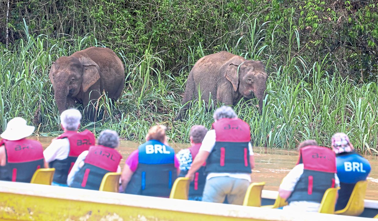 After a four-hour wait, tourists get a rare sighting of the Bornean elephant near Kampung Bilit during a boat ride down Sungai Kinabatangan in Sabah.