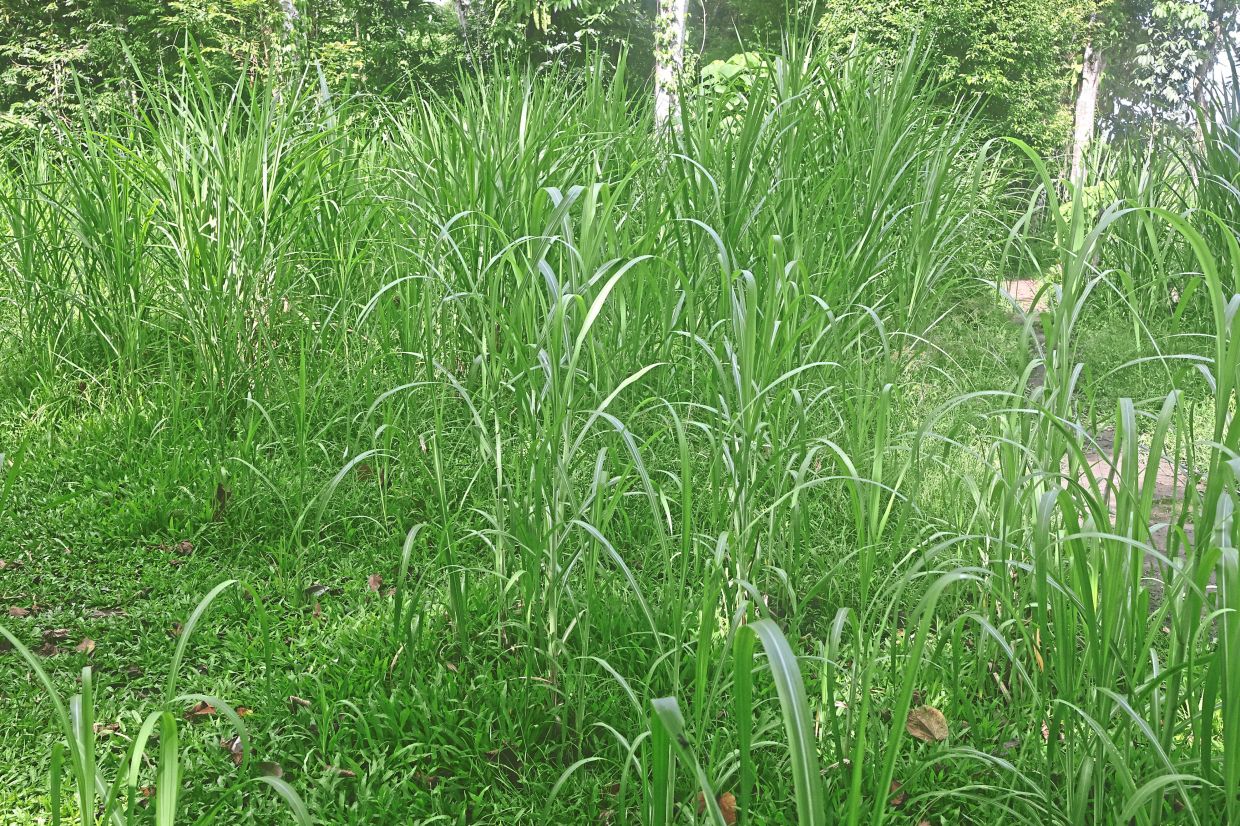 Napier grass, which is found in the wild, is being cultivated by the banks of Sungai Kinabatangan that is along an elephant migration route.