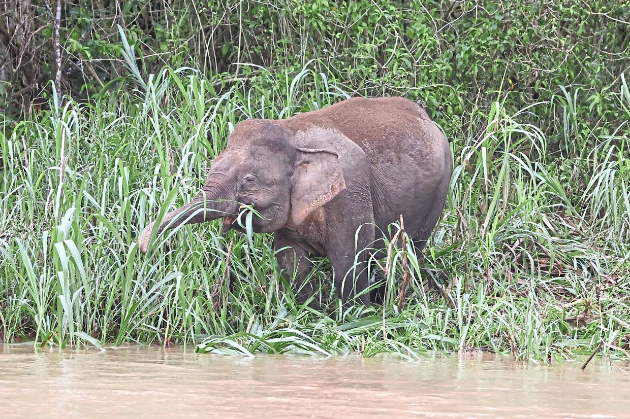 An elephant calf grazing at the riverbank.