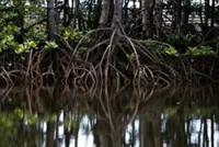 Between muds and means: A love letter to Sabah’s mangrove 