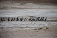 Peru's guano coastal birds face crisis as population drops over 75%, scientists say