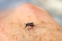 Stay alert for chikungunya fever threat, leading expert tells Hongkongers