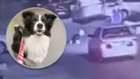Chinese pet clinic runs over ‘untreatable’ dog to ‘get owner insurance payout’