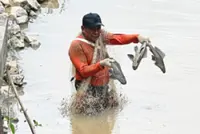 Perak aims to be free of alien fish species in five years