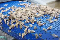 Bitterharvest from acidic waters