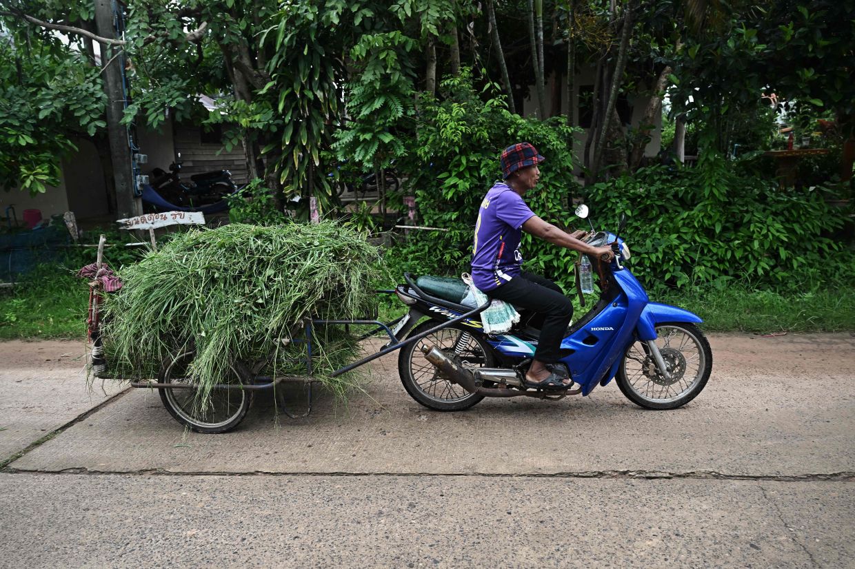 Farmer and village co-leader Keng Pitonam tows grass to feed his cows days after refusing to evacuate from his village despite it being designated a red zone for artillery strikes due to ongoing clashes between Thailand and Cambodia, in the Thai border province of Surin on Sunday, July 27, 2025. Thailand and Cambodia clashed for a fourth day on July 27, despite both sides saying they were ready to discuss a ceasefire after a late-night intervention by US President Donald Trump. -- Photo by Lillian SUWANRUMPHA / AFP