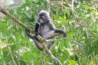 Keep a safe distance to let langurs thrive, says expert
