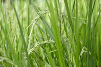 Padi planting project starts ahead of schedule