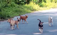 A humane path for strays