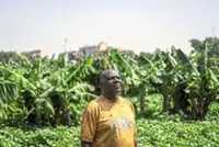 Nigeria's urban farmers under threat from traffic and developers