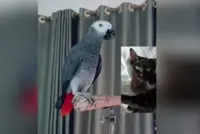 QuickCheck: Was a local parrot filmed in a viral video scolding a cat?