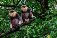 Concern for the animals - Endangered wildlife found shot in Laos' Salavan despite stricter conservation laws