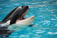 QuickCheck: Do killer whales sometimes gift prey to humans?