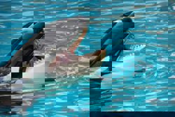 QuickCheck: Do killer whales sometimes gift prey to humans?