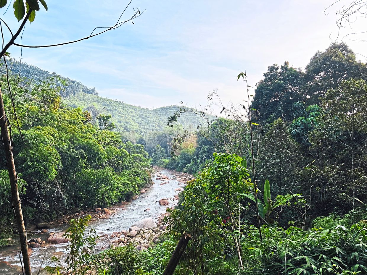 A lush jungle corridor lined with banana trees and fern, reminding us that this forest is alive, ancient and beautifully untamed.