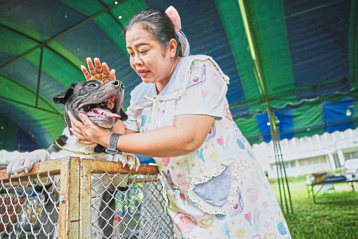 Wilawan playing with Khaitun after coming to meet him at a temporary shelter for pets. — AP