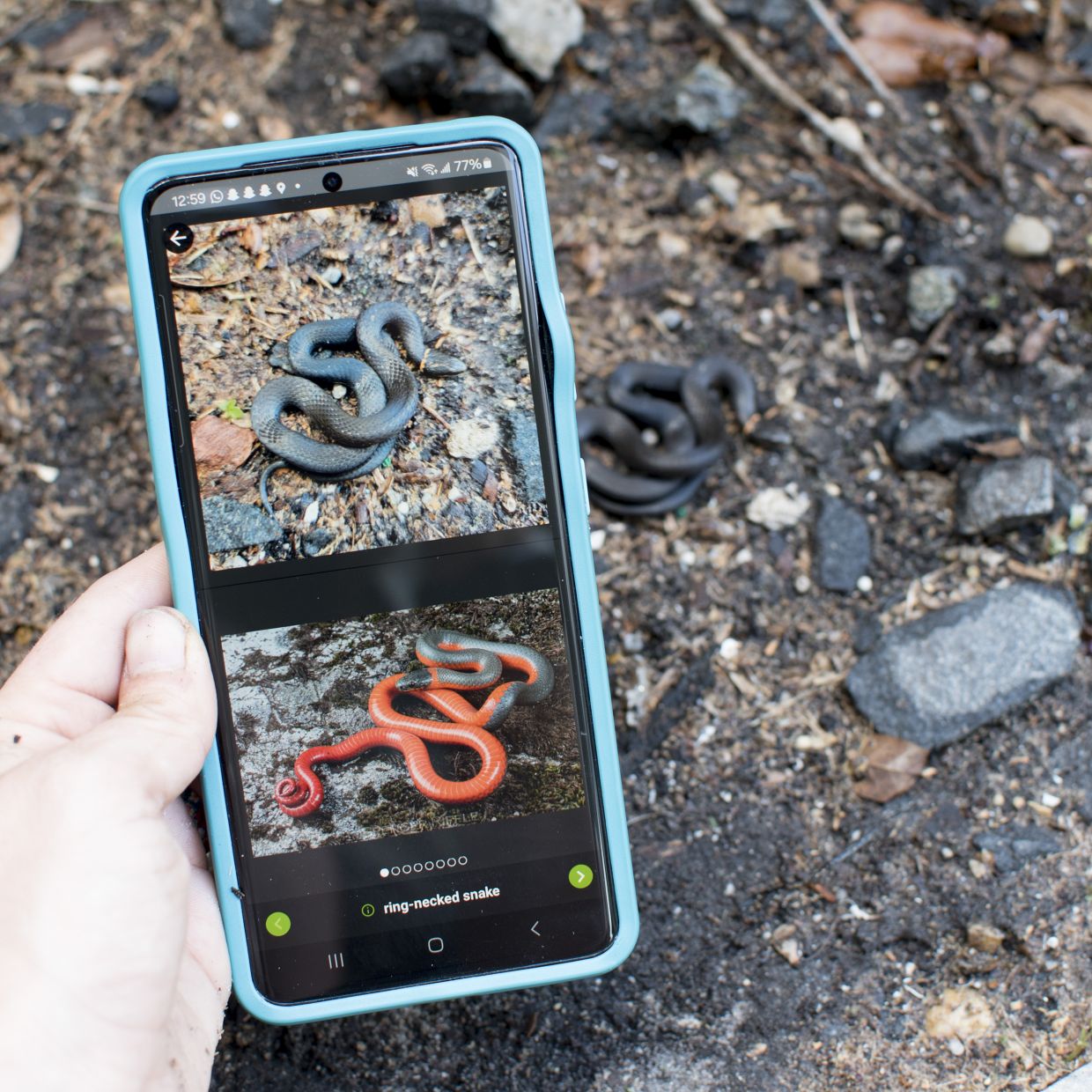 A smartphone with photos of snakes Mason documented. Thousands of scientific papers have used data collected by users of the platform iNaturalist, according to new research. — Brittany Mason via The New York Times