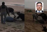 QuickCheck: Were three people filmed disturbing a turtle at a conservation site in Cherating?