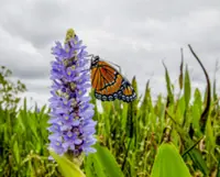 Citizen scientists are accelerating ecology research, study suggests