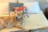 Should you let your pet sleep next to you?