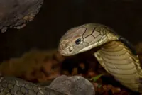 Two-year-old boy in India bites cobra to death in bizarre encounter