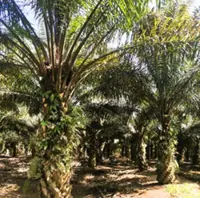 Harn Len posts stronger 4Q, declares special dividend of 3.00 sen