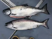 QuickCheck: Does salmon DNA improve your skin?