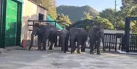 Experts condemn India park after elephants airlifted to Japan
