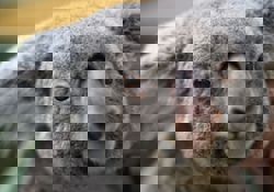 Koalas live in the trees and die on the ground, research shows